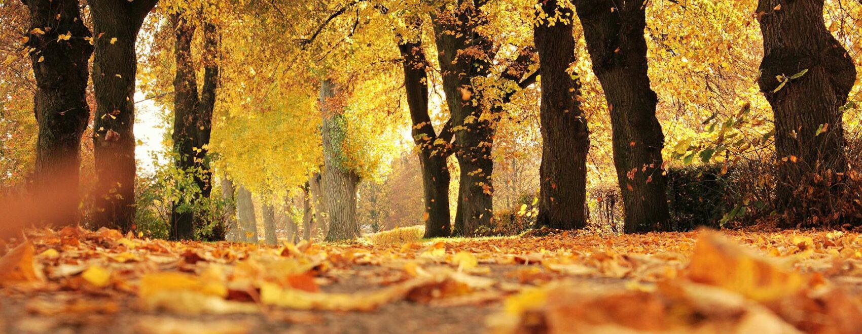 dirt road cover by dried leaves