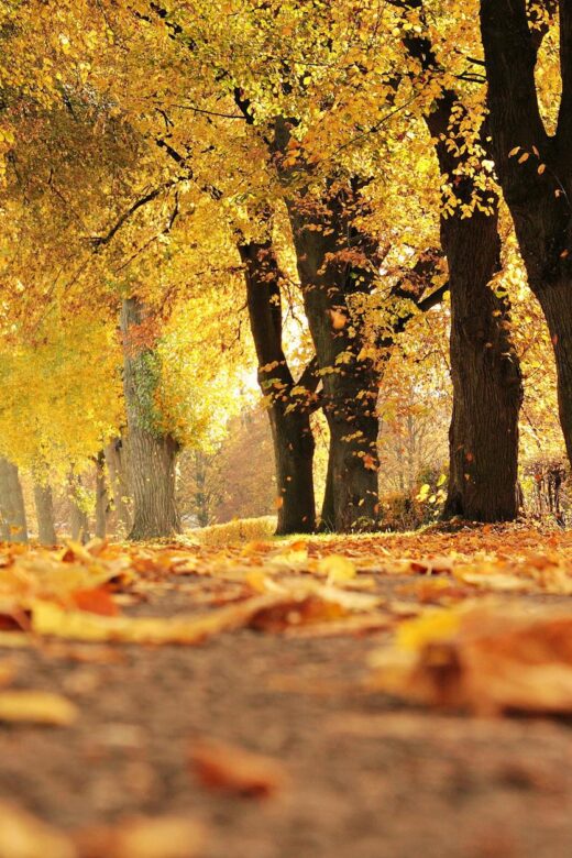 dirt road cover by dried leaves
