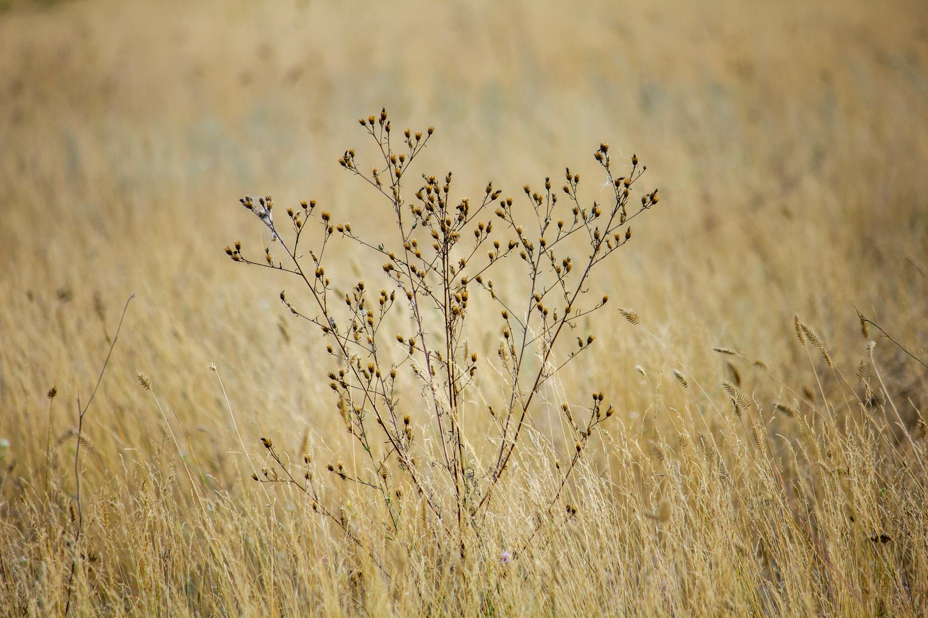 close up of a weed growing on a field