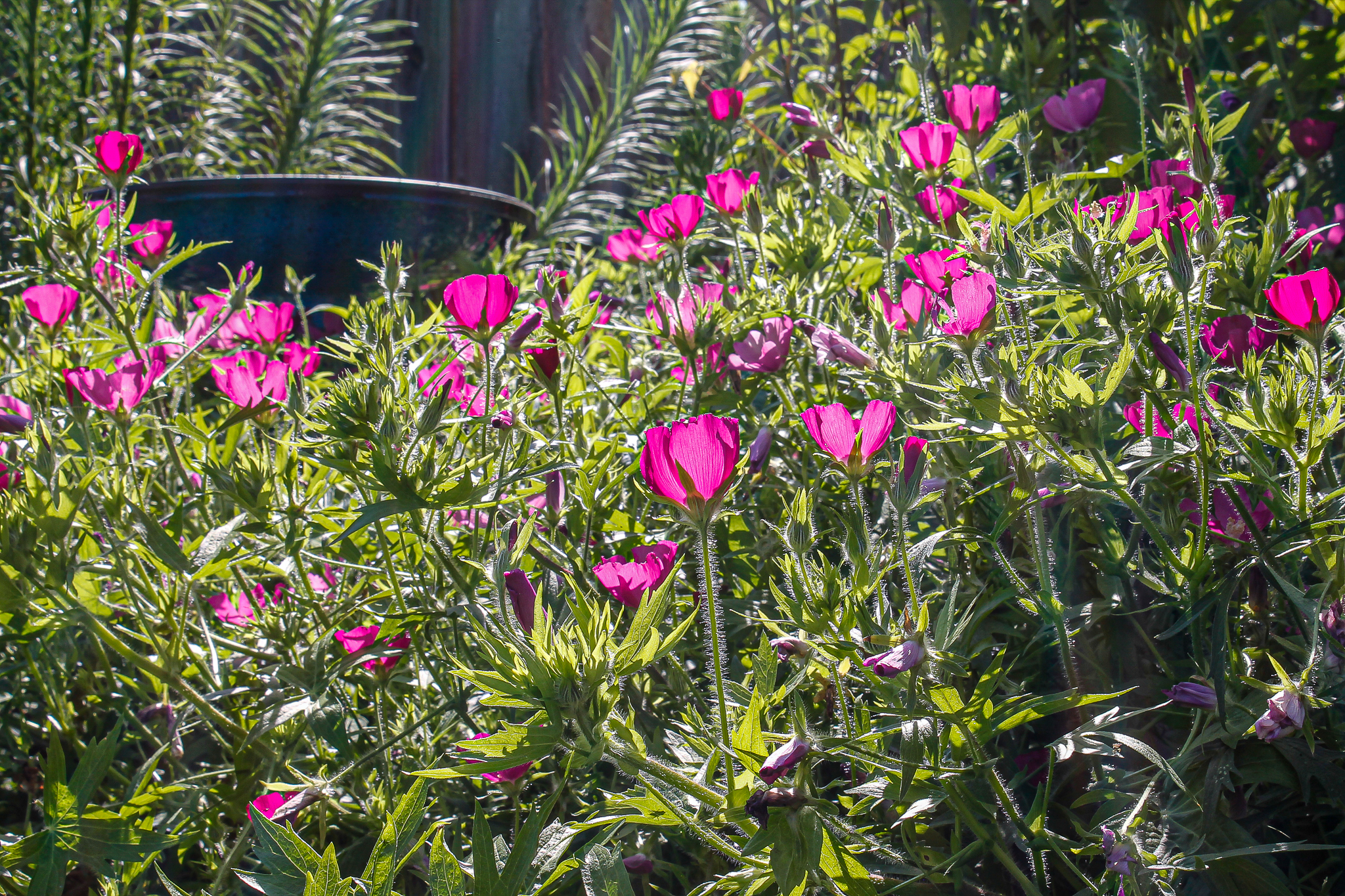 Purple flower purple poppy mallow