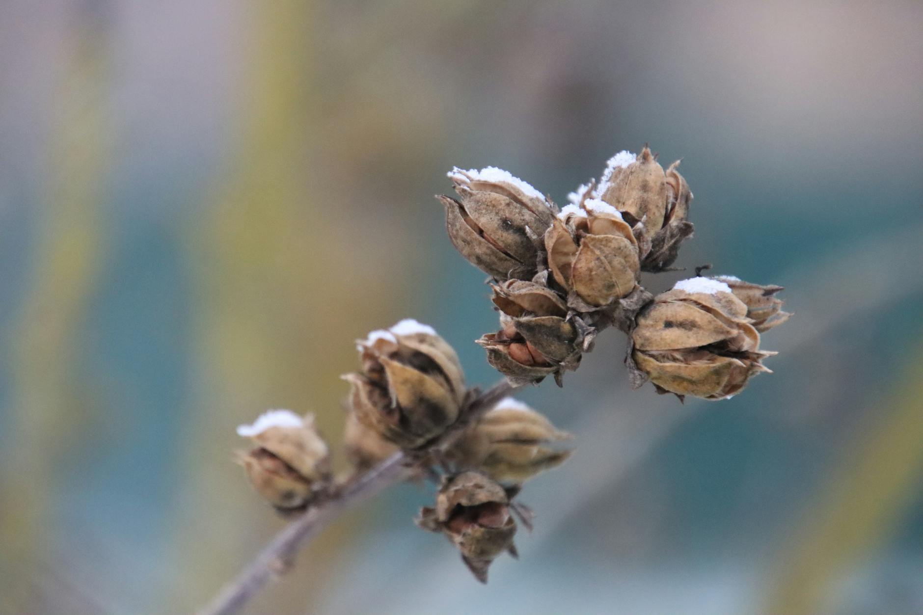 snow dusted seed pods in winter macro shot