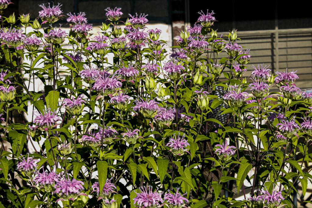 Collection of beebalm blooms in front of the exterior of a house