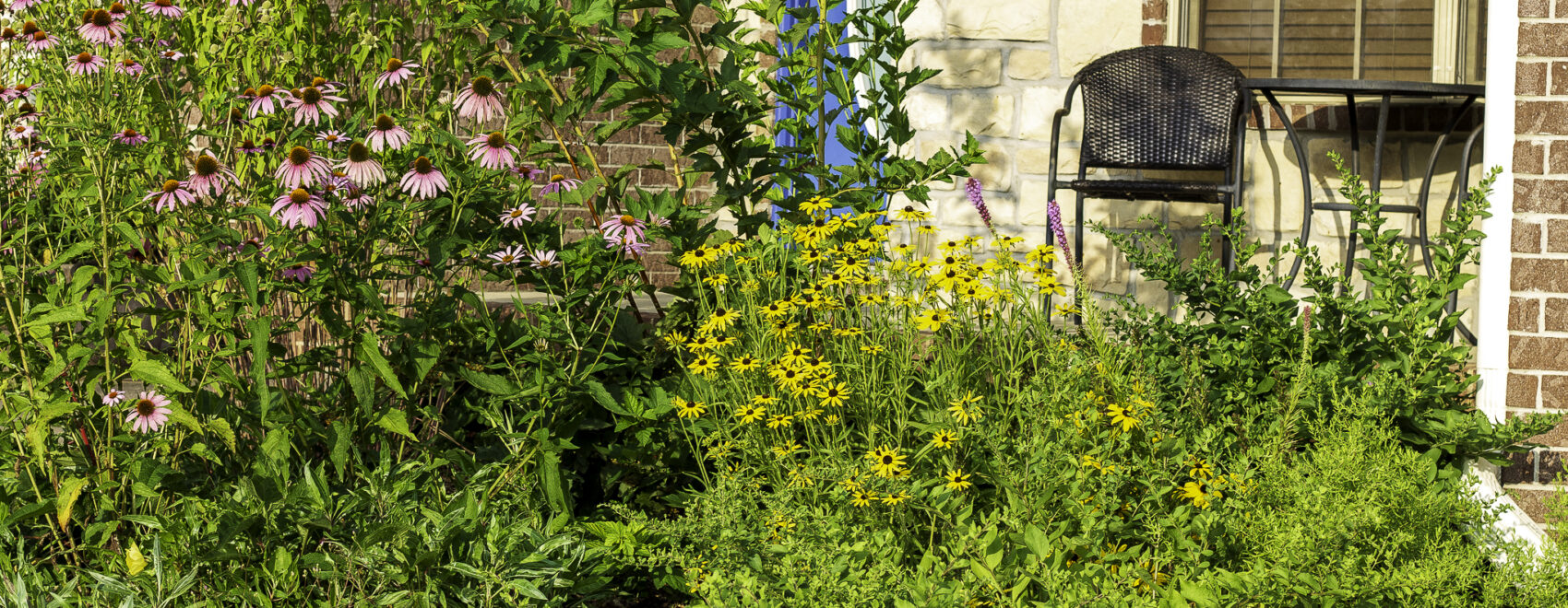 Row of purple and Missouri coneflowers along a sidewalk in front of a patio chair and table on a front porch.