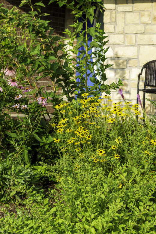 Row of purple and Missouri coneflowers along a sidewalk in front of a patio chair and table on a front porch.