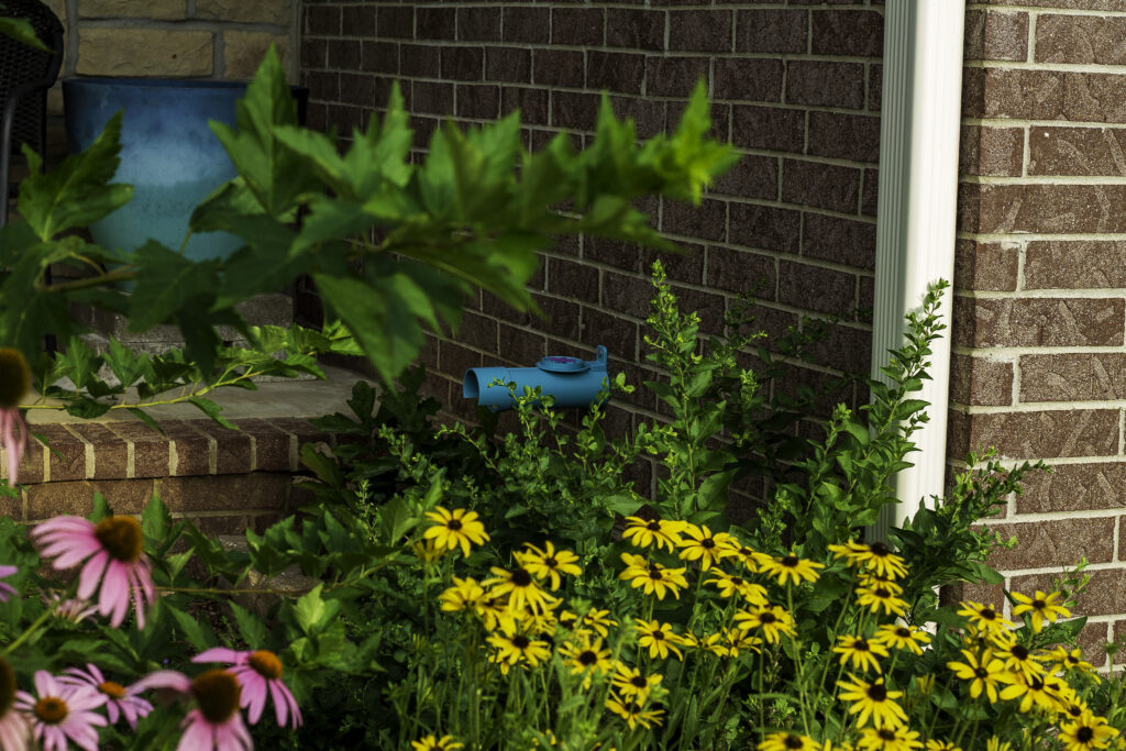 Several yellow Missouri coneflower blooms in front of a brick exterior and front porch