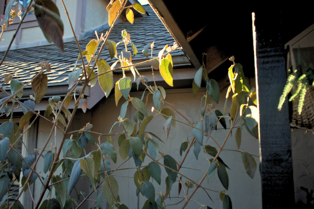 Unsightly overgrowth in eaves that must be removed to improve curb appeal
