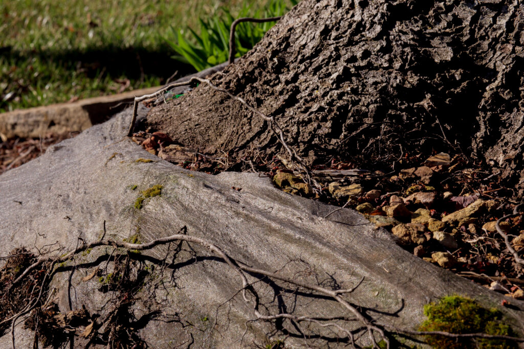 Landscape fabric near the base of a tree