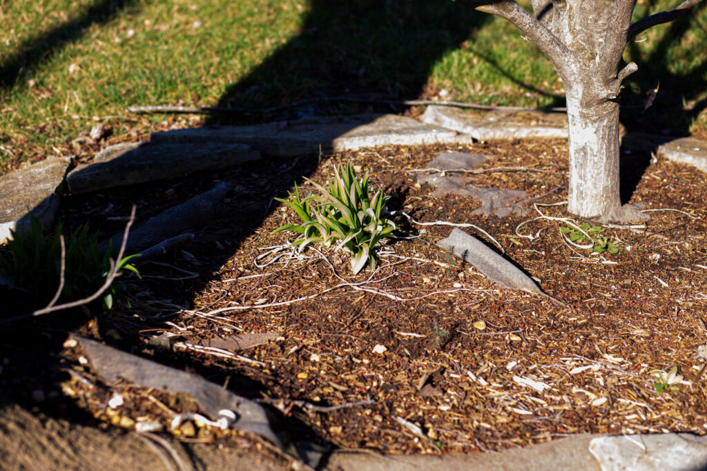 Old landscape fabric visible through wood mulch