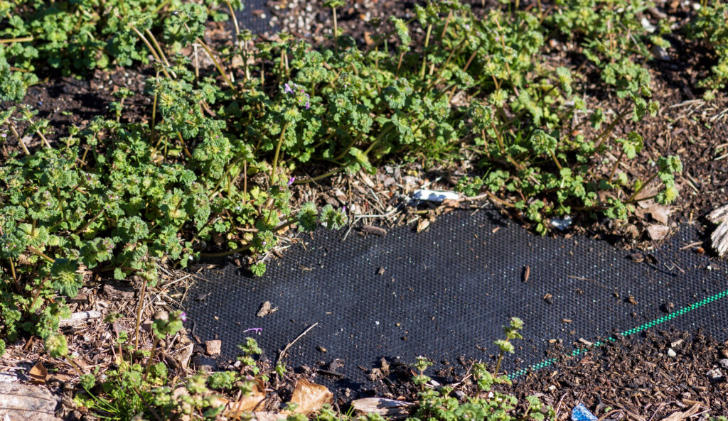 Plants growing through landscape fabric