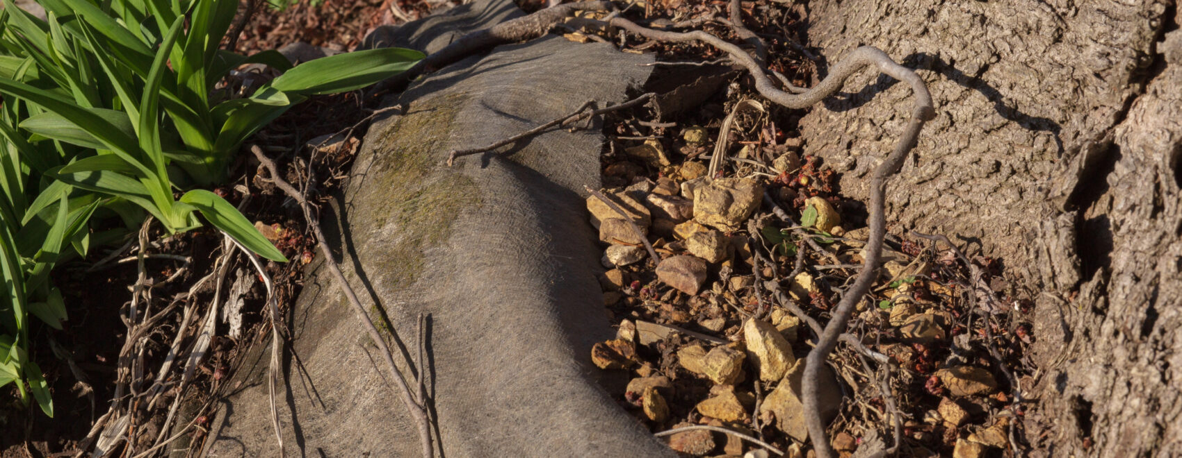 Landscape fabric at the base of a tree