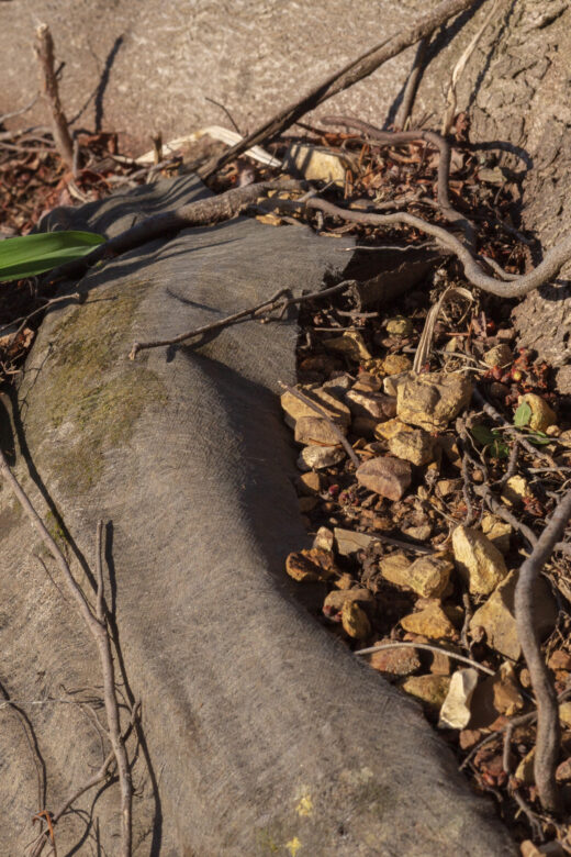 Landscape fabric at the base of a tree