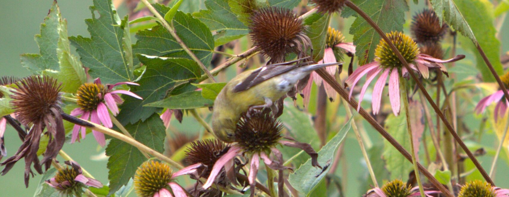 Closeup of bird on wildflower in southwest Missouri