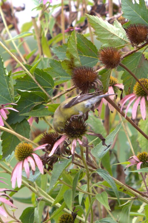 Closeup of bird on wildflower in southwest Missouri