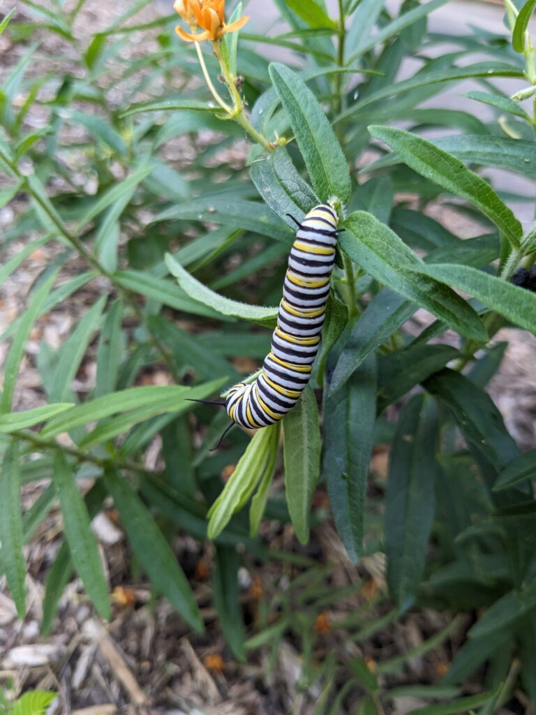 Caterpillar on a native plant in southwest Missouri