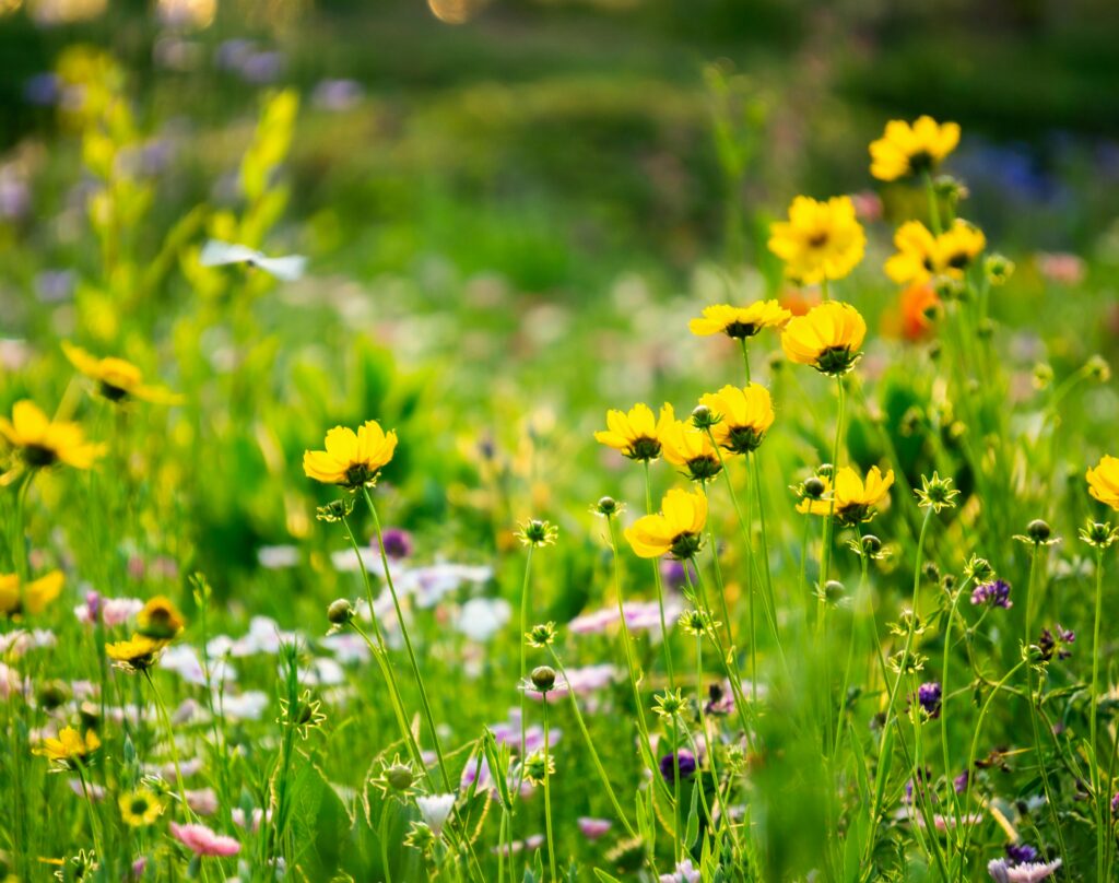 Beautiful wildflowers in a southwest Missouri yard.