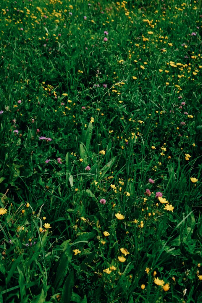 Dark green grass with wildflowers in a southwest Missouri yard