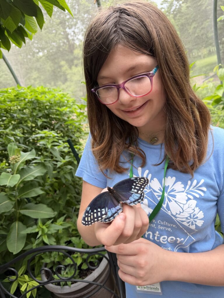 An elementary-aged girl wearing glasses and a blue volunteer t-shirt holds a beautiful black and blue butterfly at the Roston Butterfly House