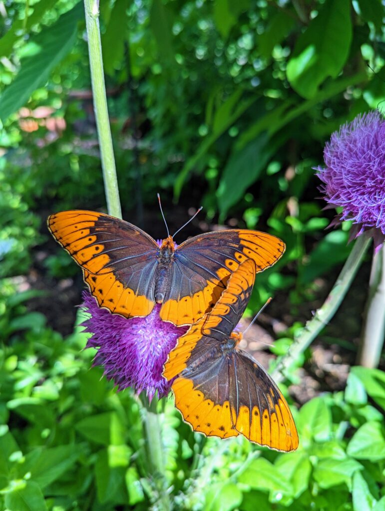 Two gorgeous orange and brown butterflies feed on nectar from two purple flowers at the Roston Butterfly House