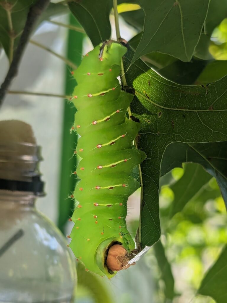 A bright green caterpillar feeds on a leaf at the Roston Butterfly House.