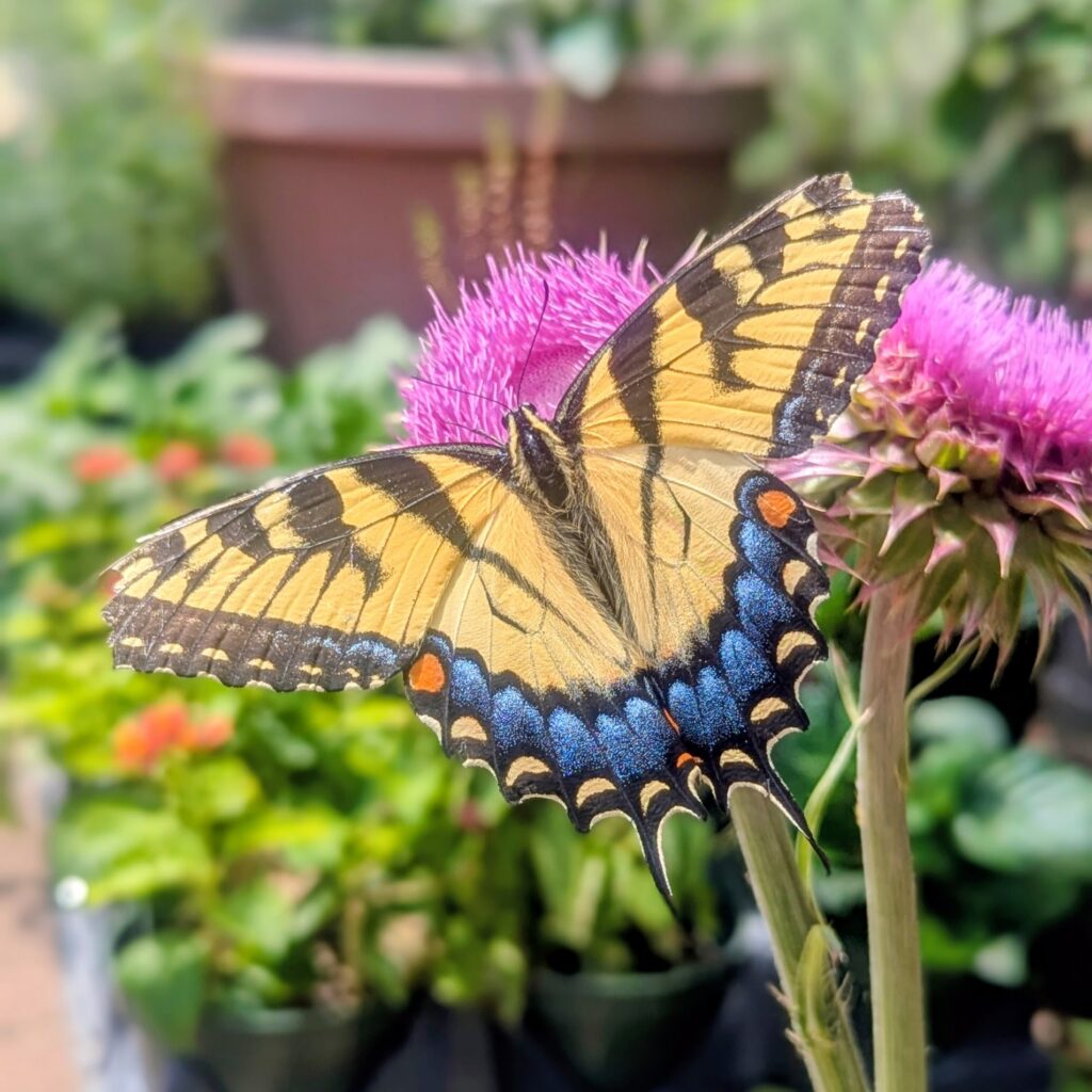 Close up of a beautiful orange and blue butterfly at the Roston Butterfly House