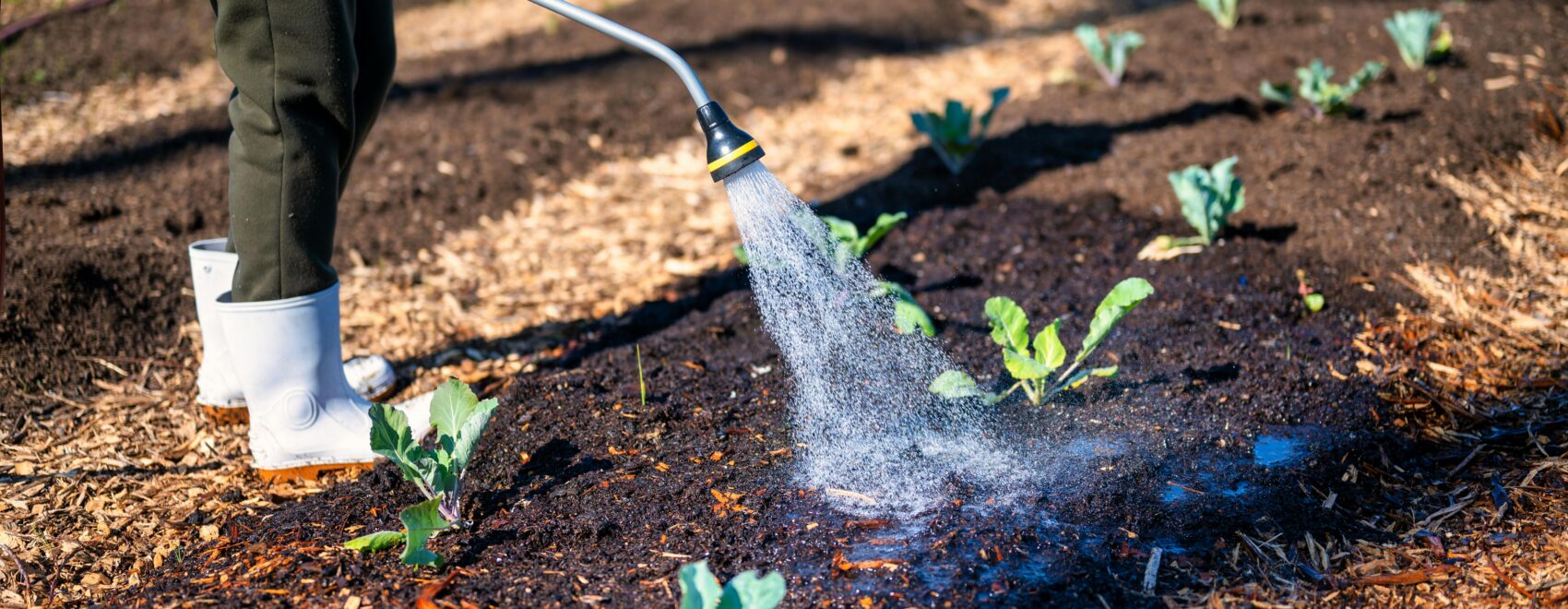 Flushing a native garden with untreated hard water to remove sodium from softened water