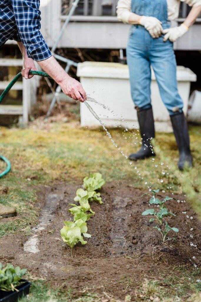 Flushing a bed of native plants with untreated hard water to remove sodium build up from Softened water