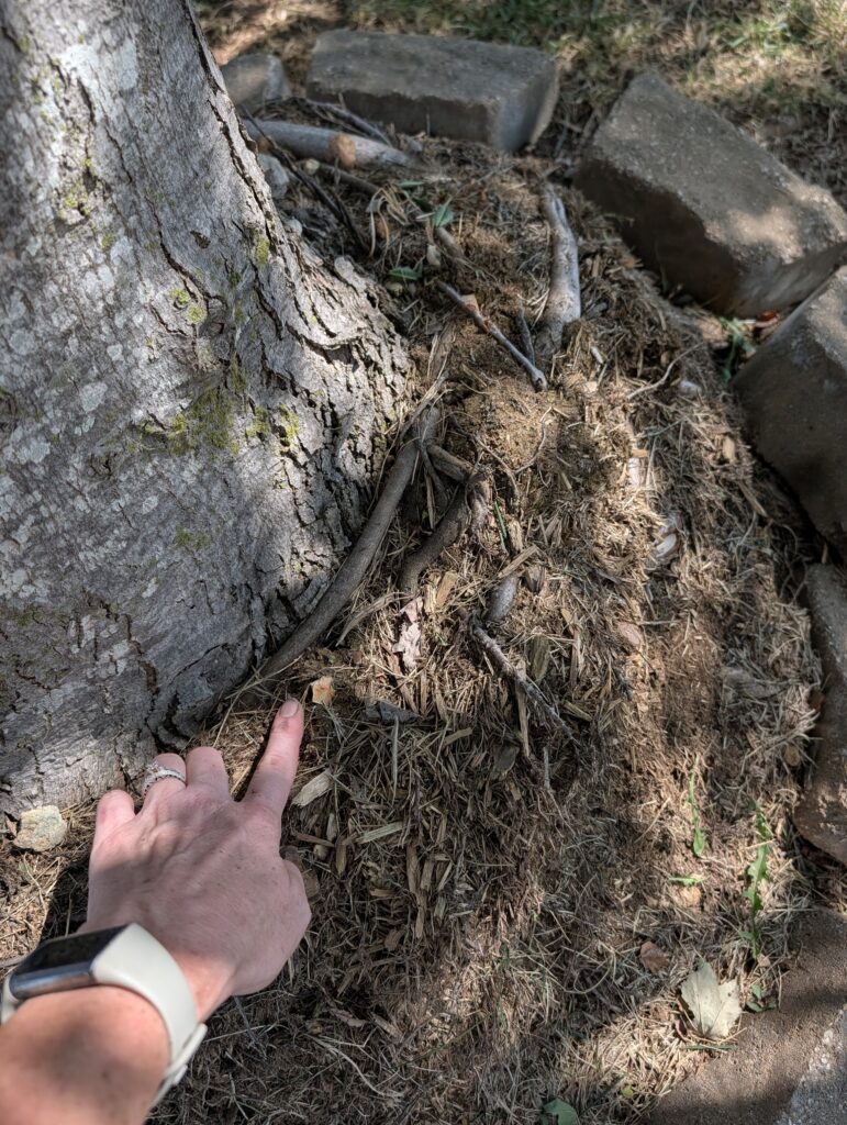 Examining the flare of a tree that has been damaged by mulch applied in a volcano shape