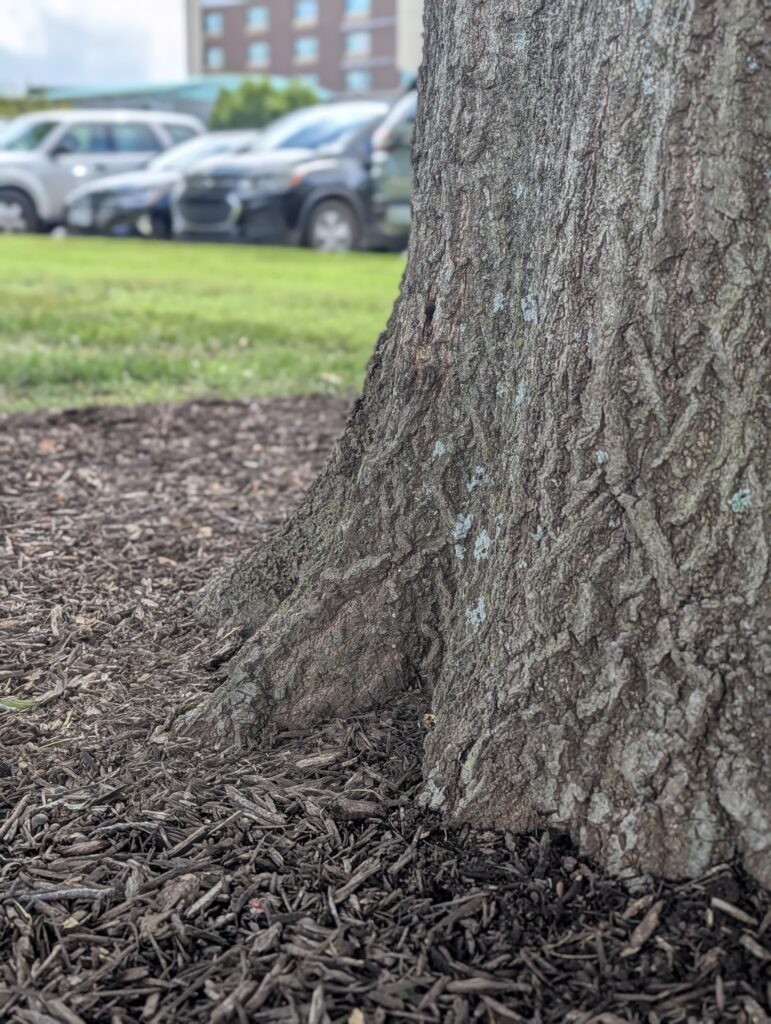 Base of a tree with organic mulch applied in a donut pattern and the flare visible