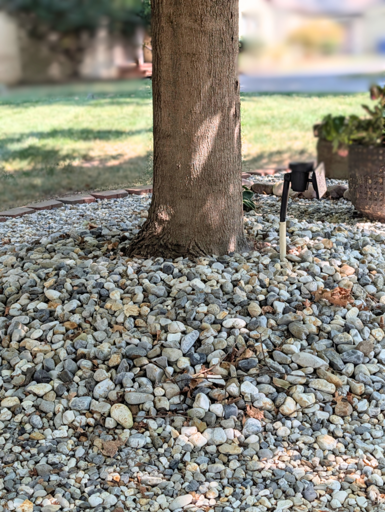 A tree with rock mulch covering the roots and flare, which is not recommended by experts at Pollen to Petal