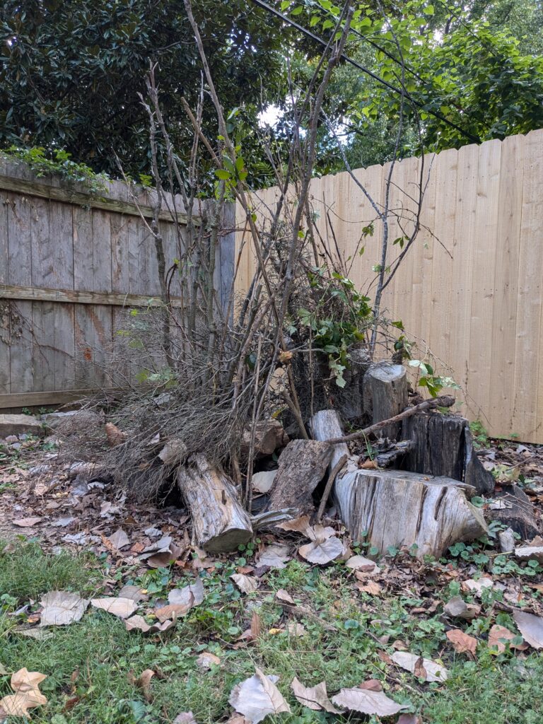 Wood and brush offers a nice habitat for insects and other wildlife in a southwest Missouri back yard.