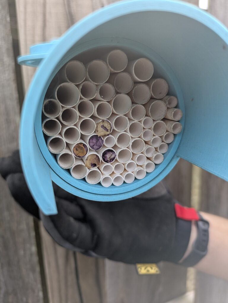 A pollinator pod provides a safe place to nest during the winter in southwest missouri