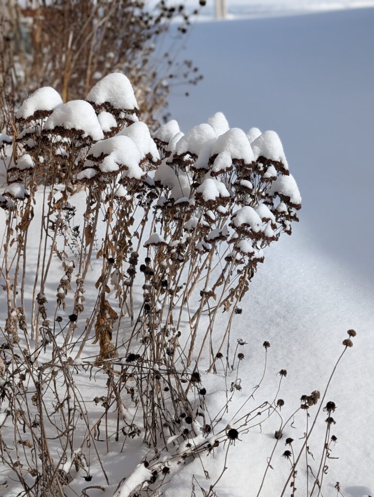 Snow covered flower stems during a southwest Missouri winter