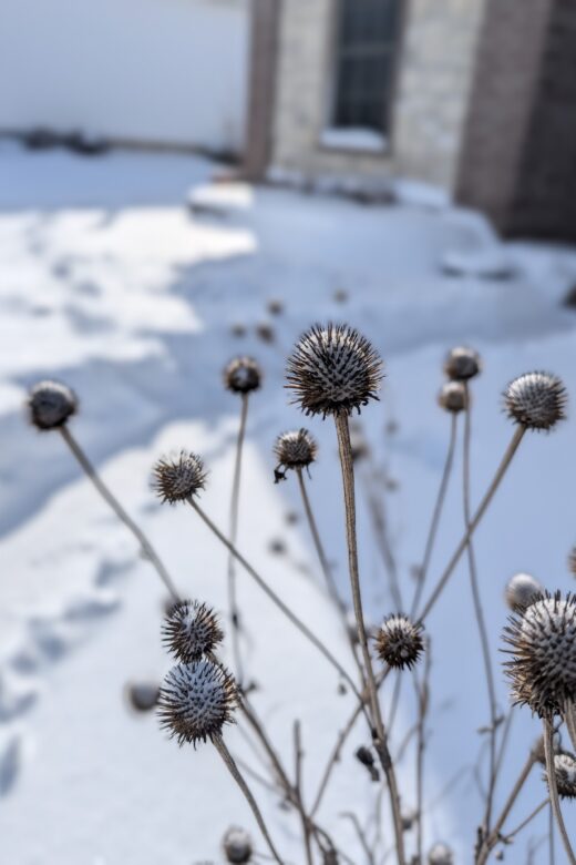 Native flowers in a snowy yard in southwest Missouri during the winter